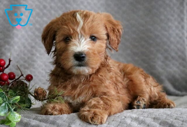 Rolo Mini Whoodle1 image