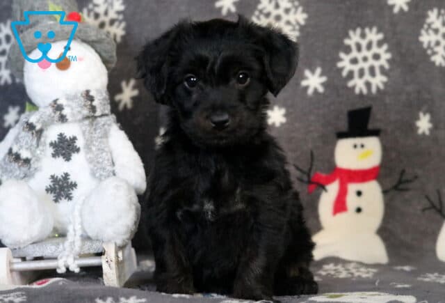 Rolo Yorkiepoo image