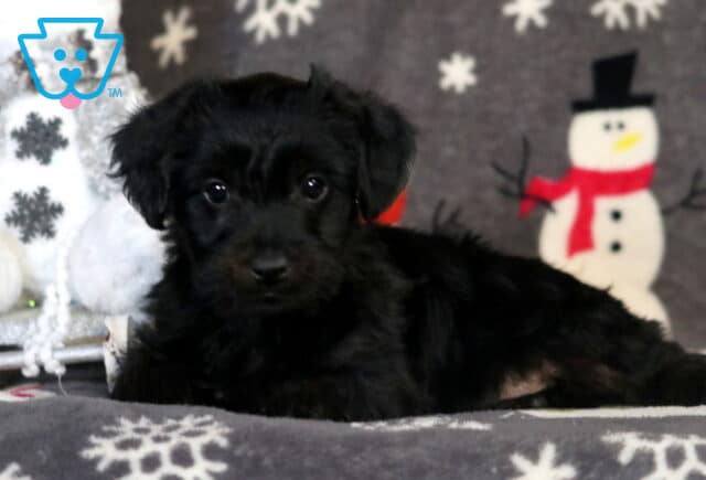 Rolo Yorkiepoo2 image