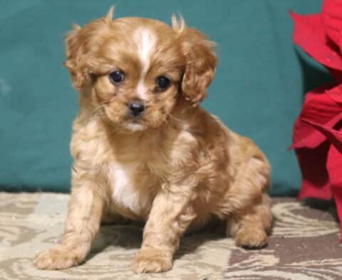 Roo Cavapoo