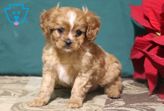 Roo Cavapoo image