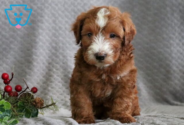 Rookie Mini Whoodle image