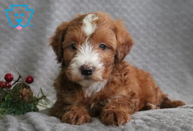 Rookie Mini Whoodle2 image