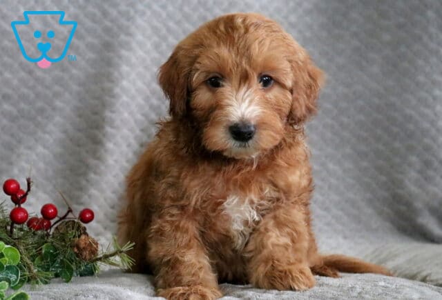 Rosco Mini Whoodle image