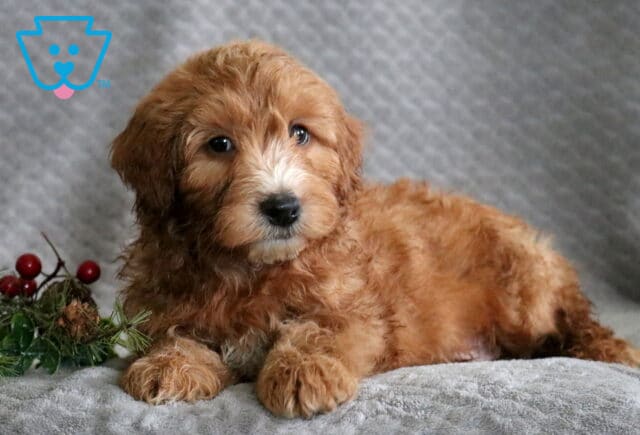 Rosco Mini Whoodle2 image