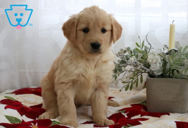 Golden retriever puppy sitting on a festive poinsettia blanket, looking sweetly at the camera with soft fluffy fur, next to a frosted greenery and candle arrangement. image