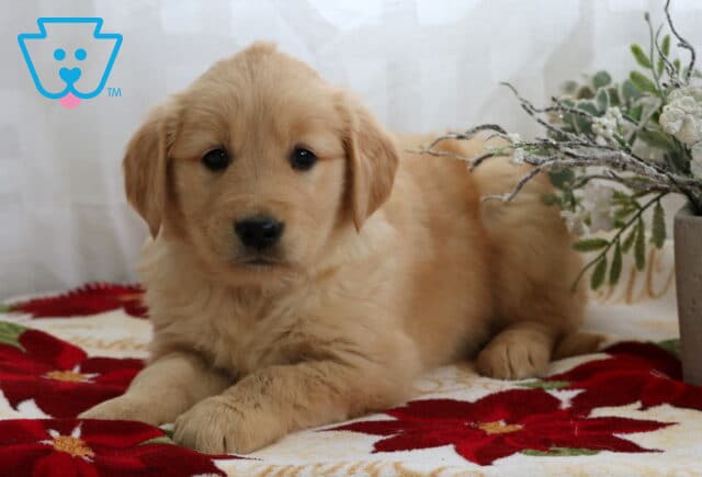Golden retriever puppy lying on a festive poinsettia blanket, looking sweetly at the camera with soft fluffy fur, next to frosted winter greenery in a gray pot. image