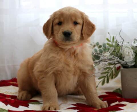 Fluffy Golden Retriever puppy sitting on a festive blanket with red poinsettias, posed beside a winter greenery arrangement and a tall candle, with soft white curtains in the background.