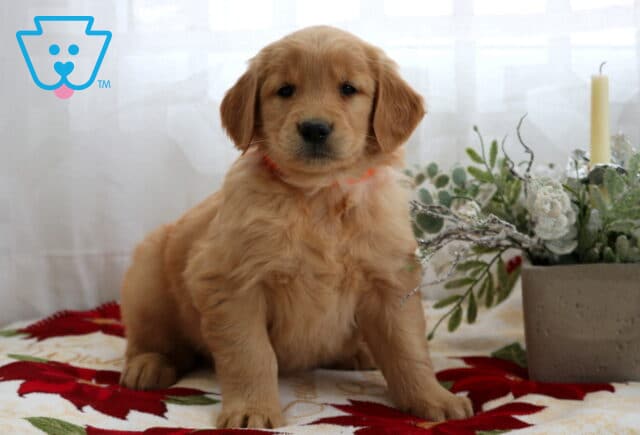 Fluffy Golden Retriever puppy sitting on a festive blanket with red poinsettias, posed beside a winter greenery arrangement and a tall candle, with soft white curtains in the background. image