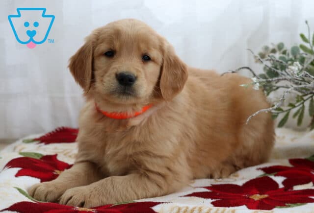 Light golden retriever puppy wearing an orange collar, lying on a festive poinsettia blanket beside frosted greenery, with soft white curtains in the background. image