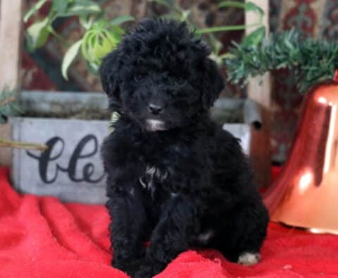 Roxy Mini Labradoodle