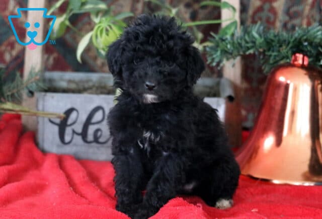 Roxy Mini Labradoodle image