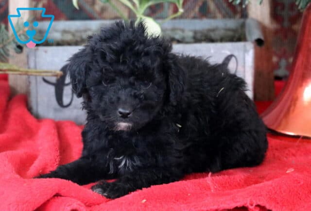 Roxy Mini Labradoodle2 image