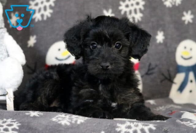Roxy Yorkiepoo image