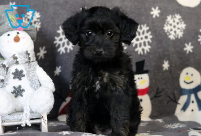 Roxy Yorkiepoo2 image