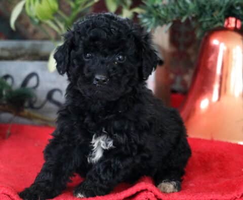 Royal Mini Labradoodle