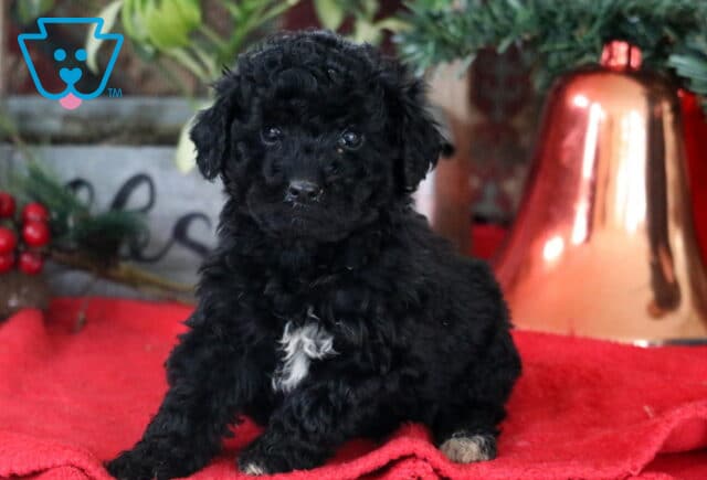 Royal Mini Labradoodle image