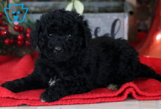 Royal Mini Labradoodle2 image