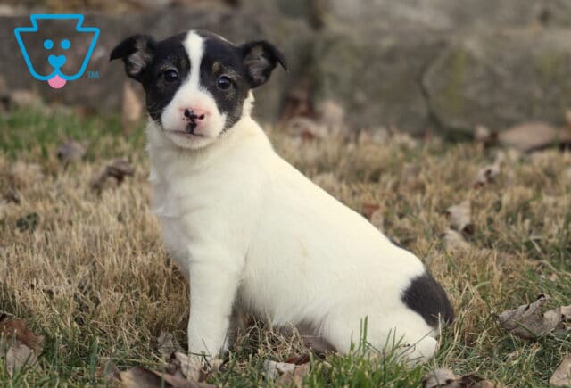 Foxy Russell Terrier puppy with a smooth white coat and black markings sitting in grassy yard with fallen leaves, looking over its shoulder toward the camera. image