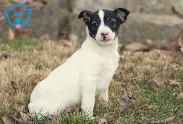 Foxy Russell Terrier puppy with a smooth white coat and black facial markings sitting upright in a grassy yard with fallen leaves, looking directly at the camera. image
