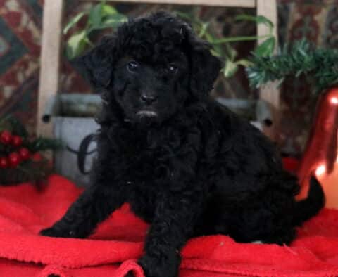 Ruby Mini Labradoodle
