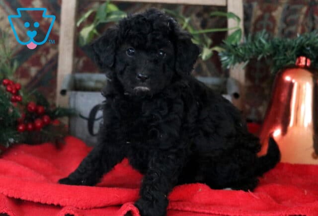 Ruby Mini Labradoodle image