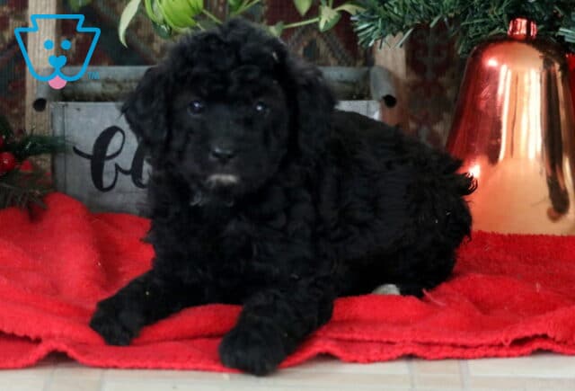 Ruby Mini Labradoodle2 image
