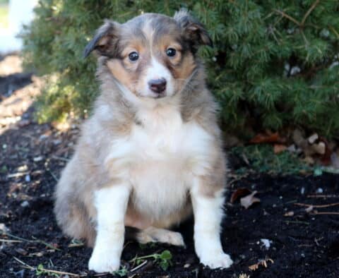 Ruby Sheltie