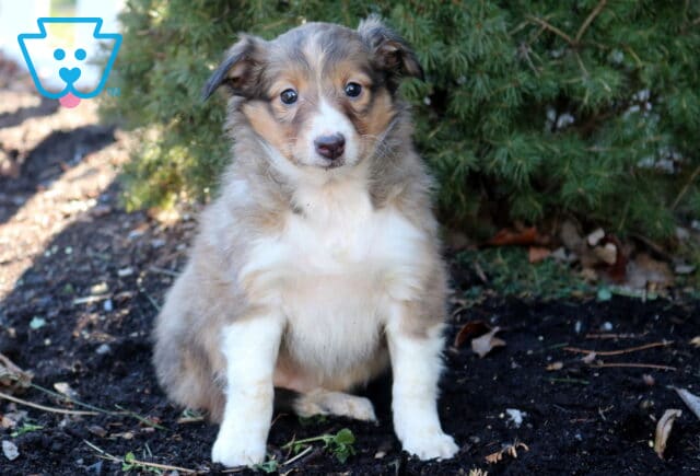 Ruby Sheltie image