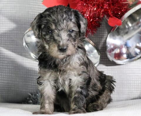 Rudolph Mini Goldendoodle