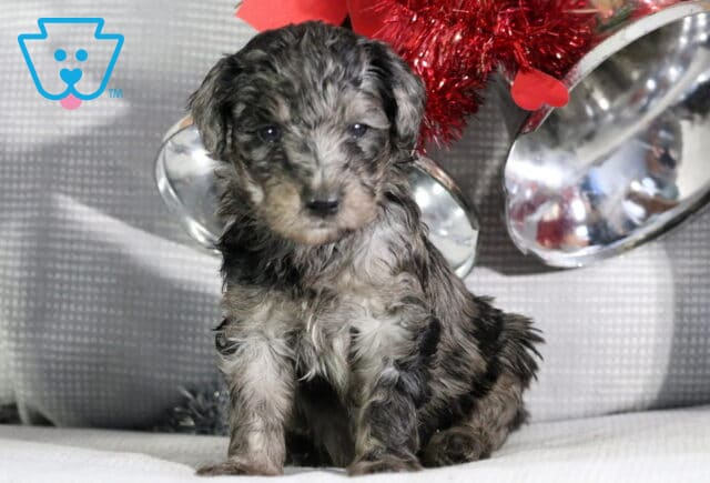 Rudolph Mini Goldendoodle image