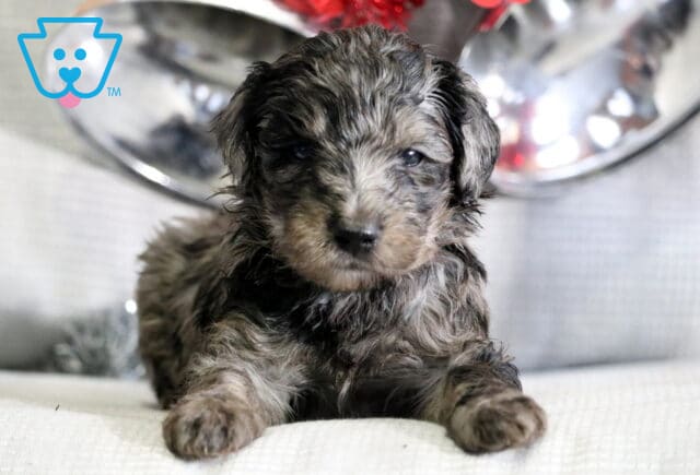 Rudolph Mini Goldendoodle2 image