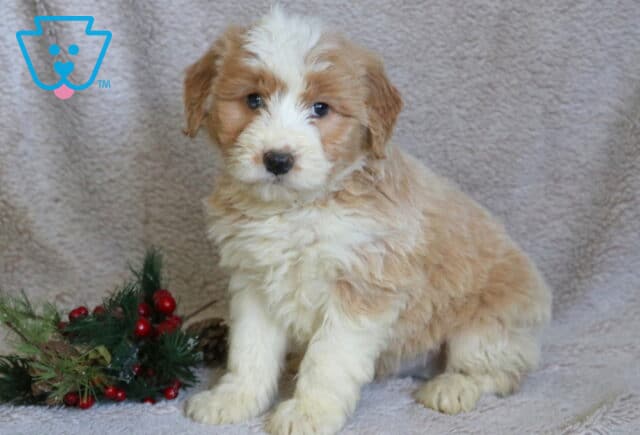 Rudolph Poodle Mix image