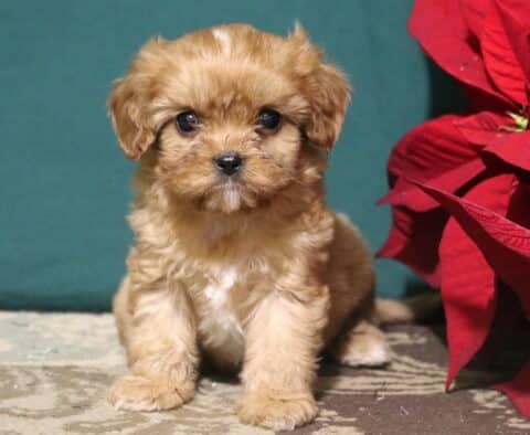 Ruffles Cavapoo