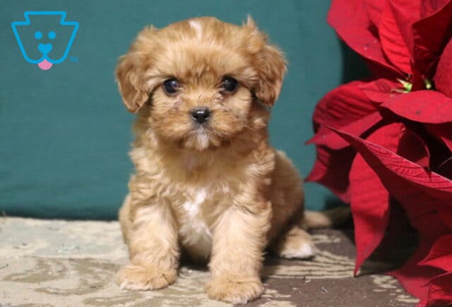 Ruffles Cavapoo image