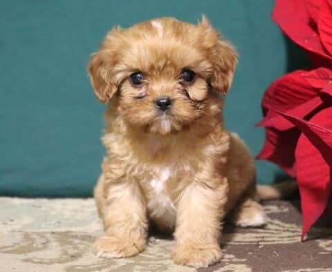 Ruffles Cavapoo