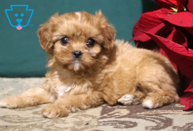 Ruffles Cavapoo2 image