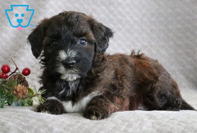 Russ Mini Whoodle image