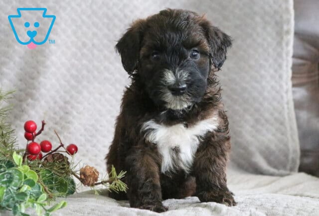 Russ Mini Whoodle2 image