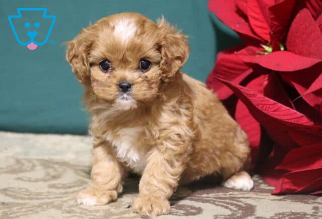 Ryder Cavapoo image