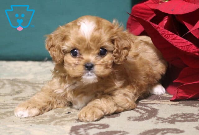 Ryder Cavapoo2 image