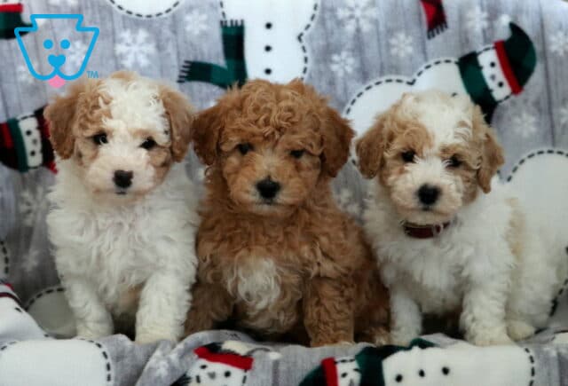 S Litter Bichpoo image