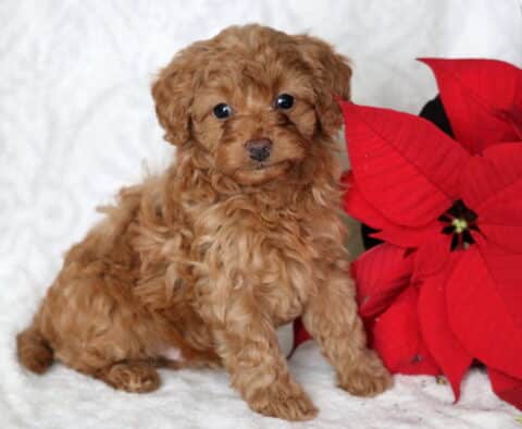 Sage Cavapoo