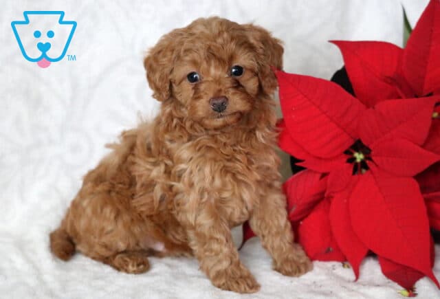 Apricot Cavapoo puppy sitting on a white blanket beside a red poinsettia, featuring a curly fluffy coat, round dark eyes, and a sweet expression in a festive holiday setting. image