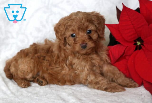 Fluffy apricot Cavapoo puppy lying on a white blanket beside a red poinsettia, showing a soft curly coat, dark round eyes, and a calm, cuddly pose in a cozy holiday setting. image