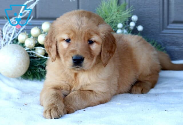 Golden Retriever puppy lying on a white blanket with its front paws crossed, looking calmly at the camera. The puppy has soft golden fur and floppy ears, with holiday greenery and frosted ornaments in the background. image