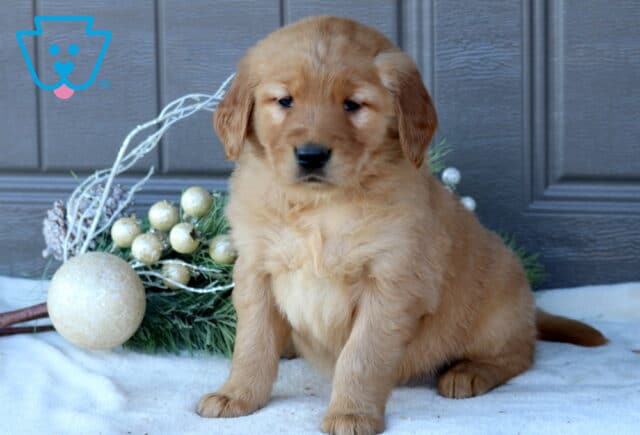 Golden Retriever puppy sitting on a white blanket, looking gently downward with soft golden fur and floppy ears. Festive greenery and frosted ornaments decorate the background. image