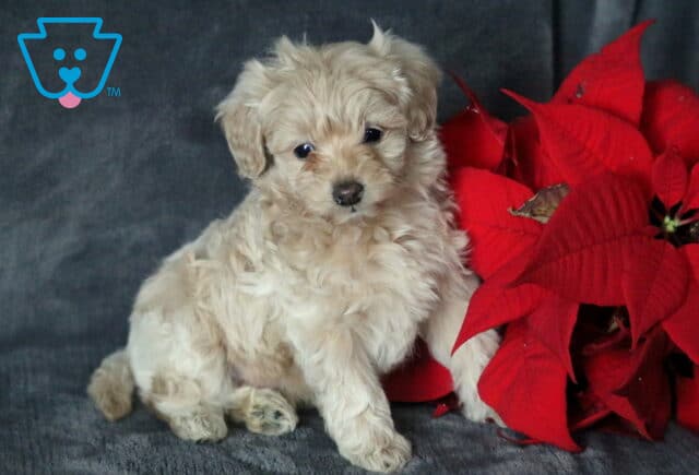 Cream-colored Cavapoo puppy sitting on a dark gray blanket beside bright red poinsettia flowers, featuring a fluffy curly coat, dark expressive eyes, and a sweet, gentle pose in a festive setting. image