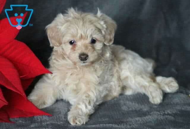 Light cream Cavapoo puppy lying on a dark gray blanket beside red poinsettia leaves, showing a soft curly coat, floppy ears, and bright round eyes in a cozy holiday photo setup. image