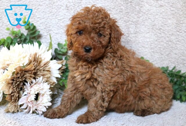 Apricot Mini Poodle puppy lying on a soft neutral blanket beside floral accents and greenery, featuring a tight curly coat and sweet, attentive expression. image